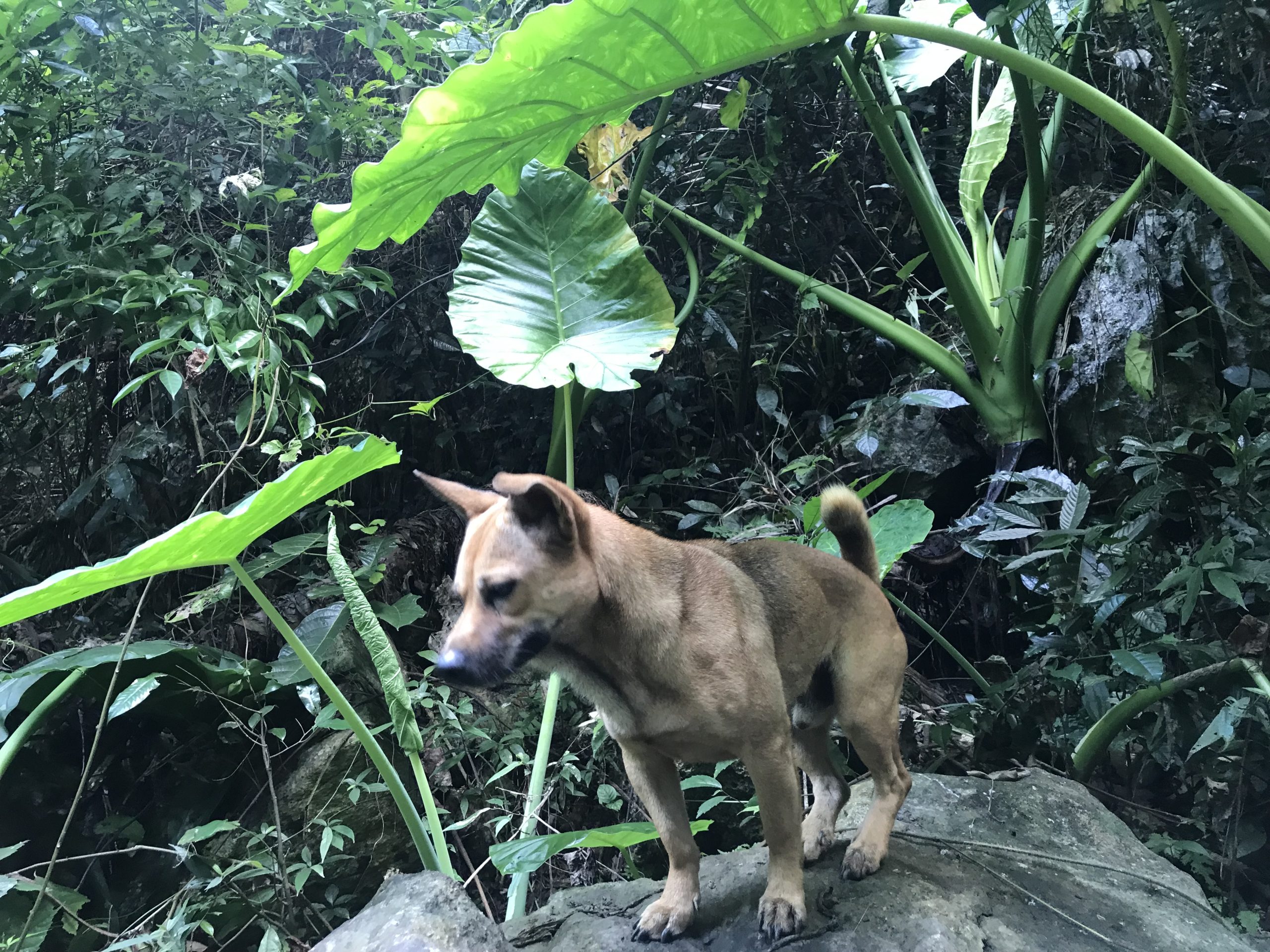Guide dog in Ba Be national park 